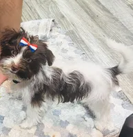 Max, a male Yorkshire Terrier for sale in Walker, LA – Photo 1 of 3