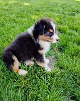 Frezno, a male Australian Shepherd for sale in Congerville, IL – 3 of 9