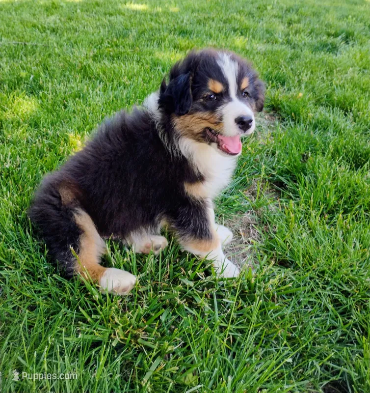 Frezno – Australian Shepherd puppy for sale in Congerville, IL
