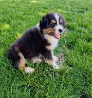 Frezno, a male Australian Shepherd for sale in Congerville, IL – 1 of 9