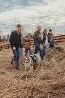 Austin, a male Australian Shepherd for sale in Congerville, IL – Photo 5 of 8
