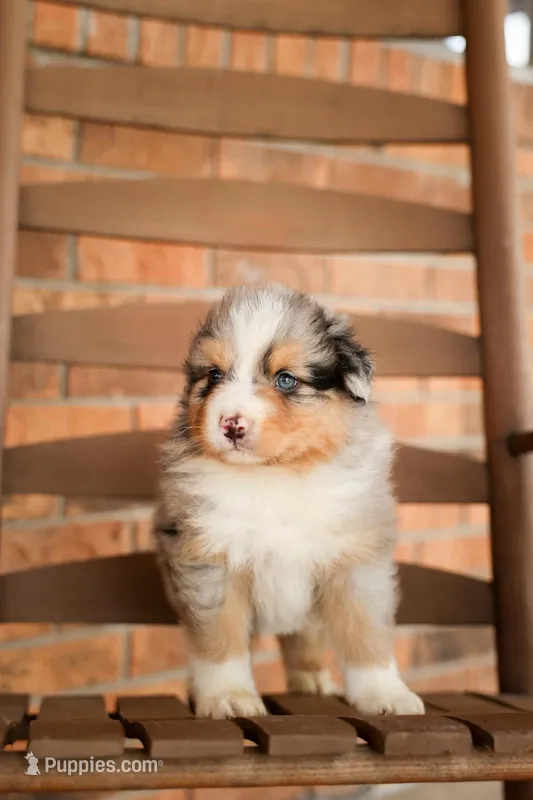 Austin – Australian Shepherd puppy for sale in Congerville, IL