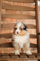 Austin, a male Australian Shepherd for sale in Congerville, IL – Photo 3 of 8