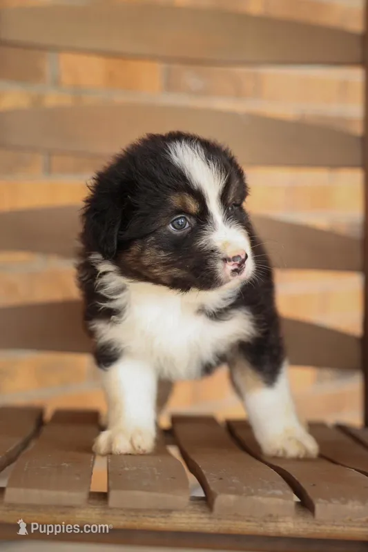 Aspen – Australian Shepherd puppy for sale in Congerville, IL