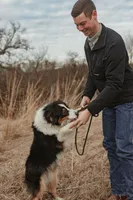 Aspen, a male Australian Shepherd for sale in Congerville, IL – Photo 7 of 7
