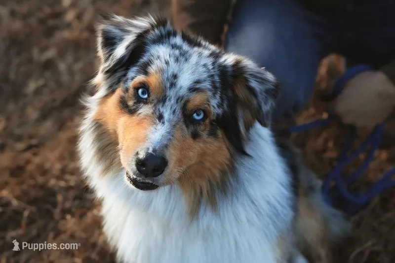 Summit – Australian Shepherd puppy for sale in Congerville, IL