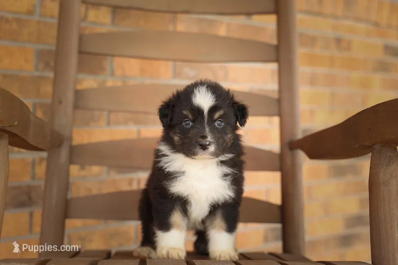 Summit – Australian Shepherd puppy for sale in Congerville, IL