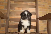 Summit, a male Australian Shepherd for sale in Congerville, IL – Photo 2 of 6