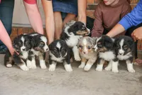 Summit, a male Australian Shepherd for sale in Congerville, IL – Photo 3 of 6