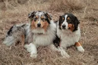 Anchor, a male Australian Shepherd for sale in Congerville, IL – Photo 4 of 6