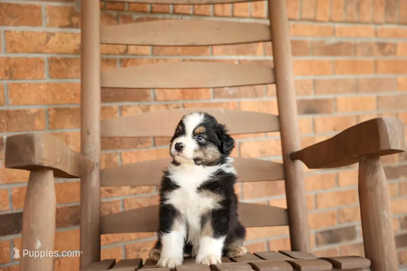 Anchor – Australian Shepherd puppy for sale in Congerville, IL
