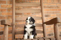 Anchor, a male Australian Shepherd for sale in Congerville, IL – Photo 1 of 6