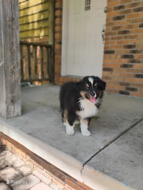 Summit – Australian Shepherd puppy for sale in Congerville, IL