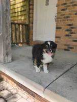 Summit, a male Australian Shepherd for sale in Congerville, IL – 1 of 9