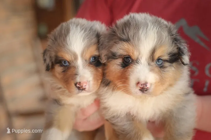 Cody – Australian Shepherd puppy for sale in Congerville, IL