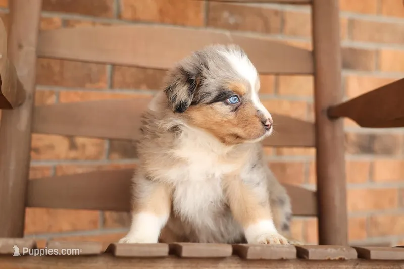 Cody – Australian Shepherd puppy for sale in Congerville, IL