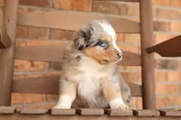 Cody, a male Australian Shepherd for sale in Congerville, IL – Photo 3 of 7