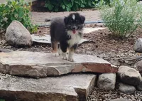 Summit, a male Australian Shepherd for sale in Congerville, IL – 4 of 9
