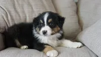 Dover, a male Australian Shepherd for sale in Congerville, IL – 4 of 10