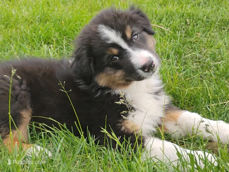 Dover – Australian Shepherd puppy for sale in Congerville, IL