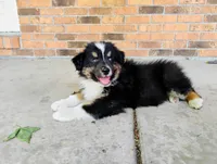 Summit, a male Australian Shepherd for sale in Congerville, IL – 3 of 9