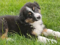 Aspen, a male Australian Shepherd for sale in Congerville, IL – 1 of 10