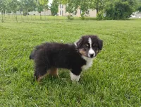Aspen, a male Australian Shepherd for sale in Congerville, IL – 2 of 10