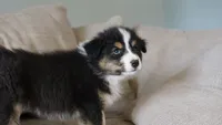 Dover, a male Australian Shepherd for sale in Congerville, IL – 2 of 10