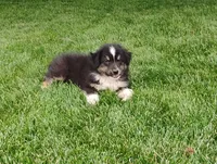 Summit, a male Australian Shepherd for sale in Congerville, IL – 2 of 9