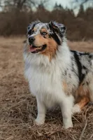 Jackson, a male Australian Shepherd for sale in Congerville, IL – Photo 4 of 5