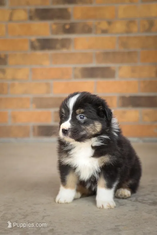 Jackson – Australian Shepherd puppy for sale in Congerville, IL