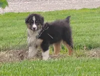 Aspen, a male Australian Shepherd for sale in Congerville, IL – 3 of 10