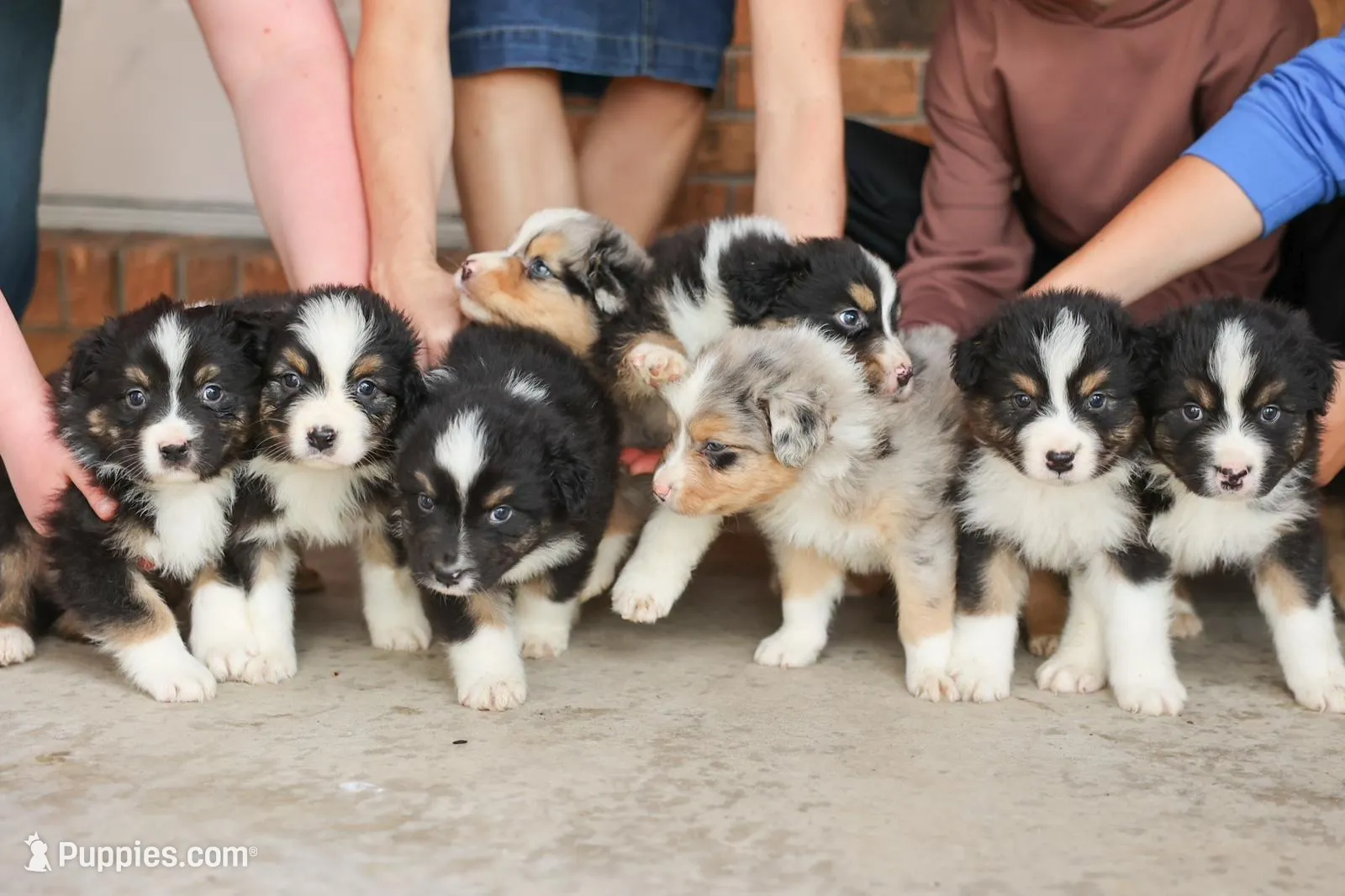 Jackson, a male Australian Shepherd for sale in Congerville, IL – Photo 3 of 5