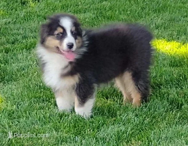Anchor – Australian Shepherd puppy for sale in Congerville, IL