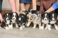Dover, a male Australian Shepherd for sale in Congerville, IL – Photo 2 of 6