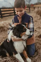 Dover, a male Australian Shepherd for sale in Congerville, IL – Photo 4 of 6