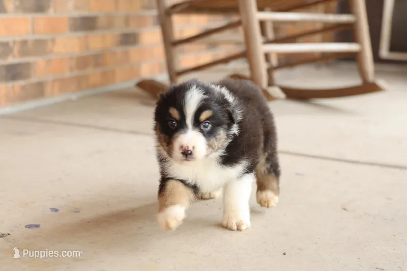 Dover – Australian Shepherd puppy for sale in Congerville, IL