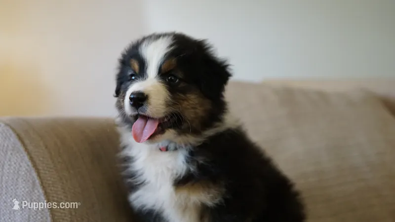 Anchor – Australian Shepherd puppy for sale in Congerville, IL