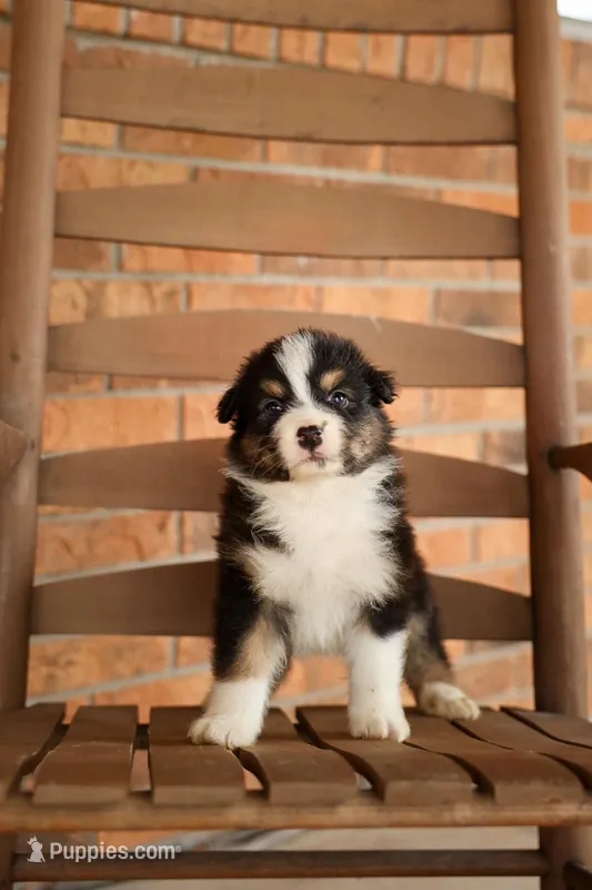 Frezno – Australian Shepherd puppy for sale in Congerville, IL