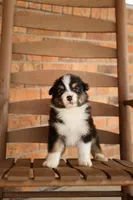 Frezno, a male Australian Shepherd for sale in Congerville, IL – Photo 1 of 3
