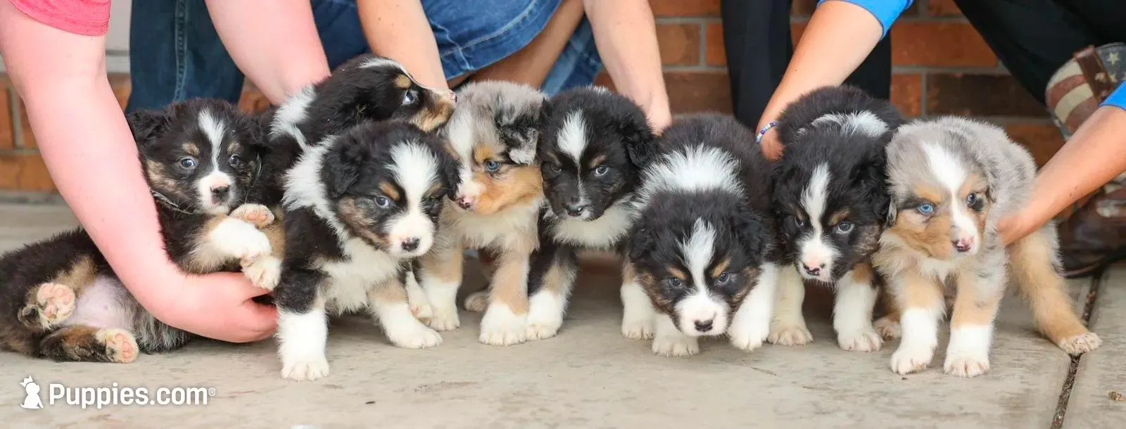 Frezno, a male Australian Shepherd for sale in Congerville, IL – Photo 3 of 3
