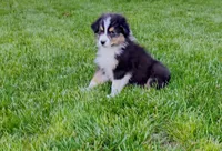 Frezno, a male Australian Shepherd for sale in Congerville, IL – 2 of 9