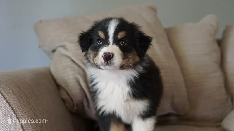Dover – Australian Shepherd puppy for sale in Congerville, IL