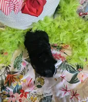 Teresa, a female Yorkshire Terrier for sale in Aurora, CO – 3 of 4