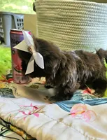 Coco, a female Shih Tzu for sale in Aurora, CO – 4 of 10
