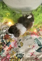 Daphne T-cup, a female Shih Tzu for sale in Aurora, CO – 5 of 9