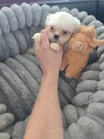 Tiny Rubble, a male Shih Tzu for sale in Aurora, CO – 4 of 5