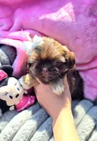 Sassy, a female Shih Tzu for sale in Aurora, CO – 5 of 6