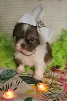 Daphne T-cup, a female Shih Tzu for sale in Aurora, CO – 9 of 9