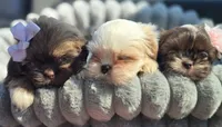 Cream Soda, a male Shih Tzu for sale in Aurora, CO – 2 of 5
